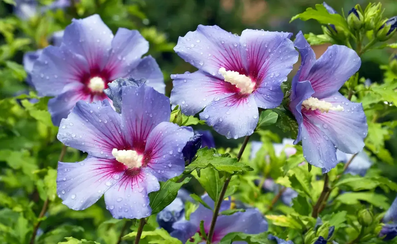 Blauer Hibiskus mit Wassertropfen, bereit zum Hibiskus umpflanzen.