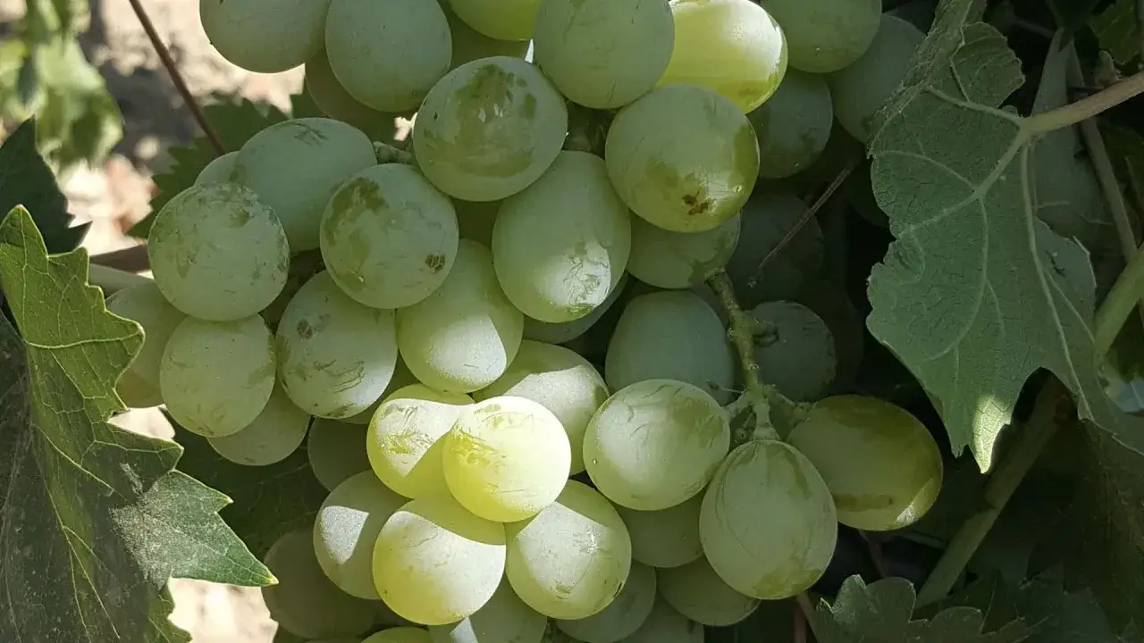 Grrona zielonych winogron, idealnych do produkcji wina zibibbo, dojrzewają w słońcu.