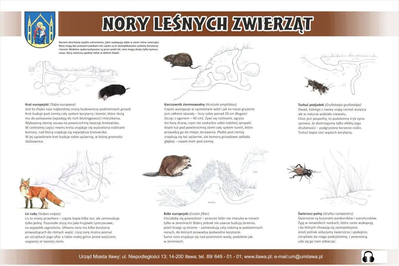 Zwierzęta budujące nory w glebie