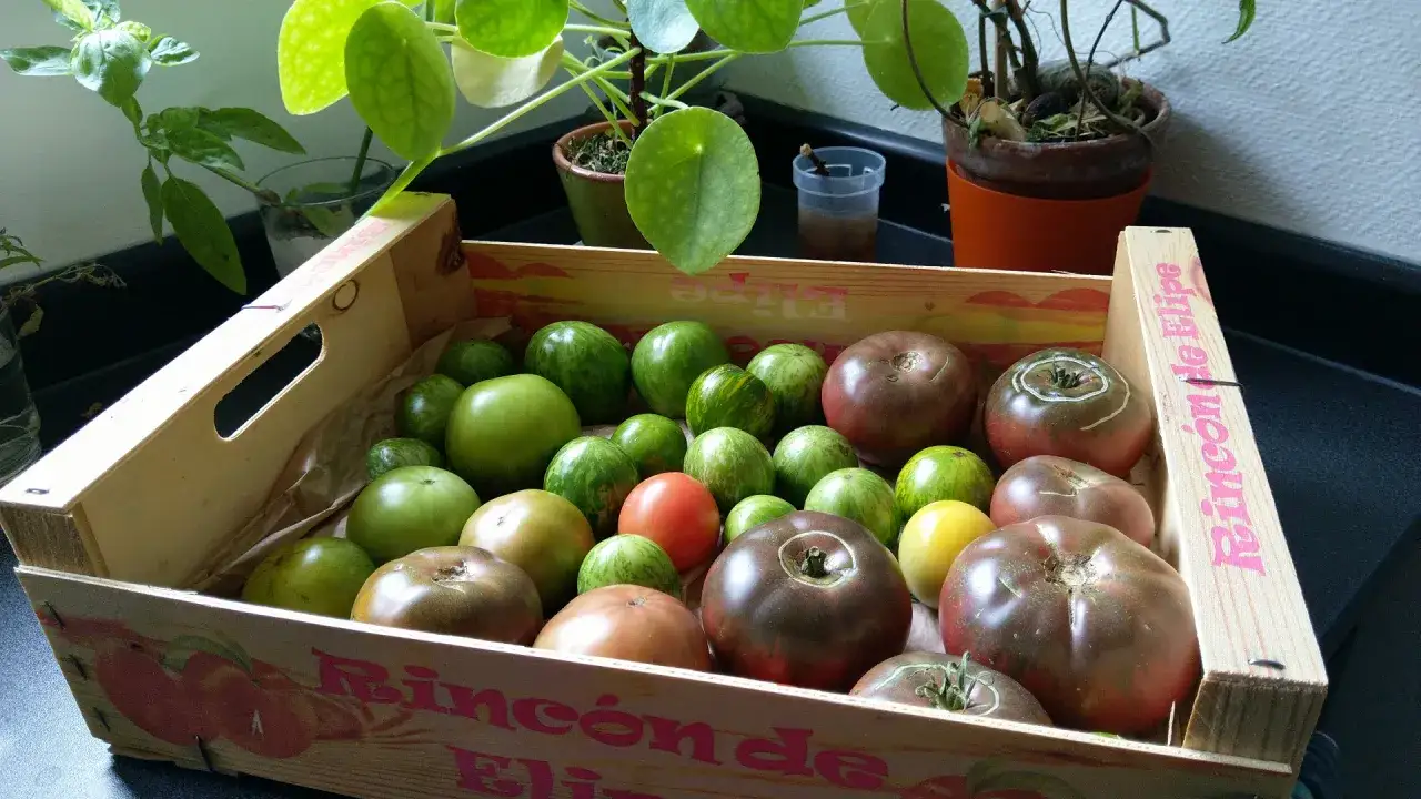 Une caisse en bois remplie de tomates vertes, zébrées et foncées. Idéal pour apprendre comment conserver les tomates.