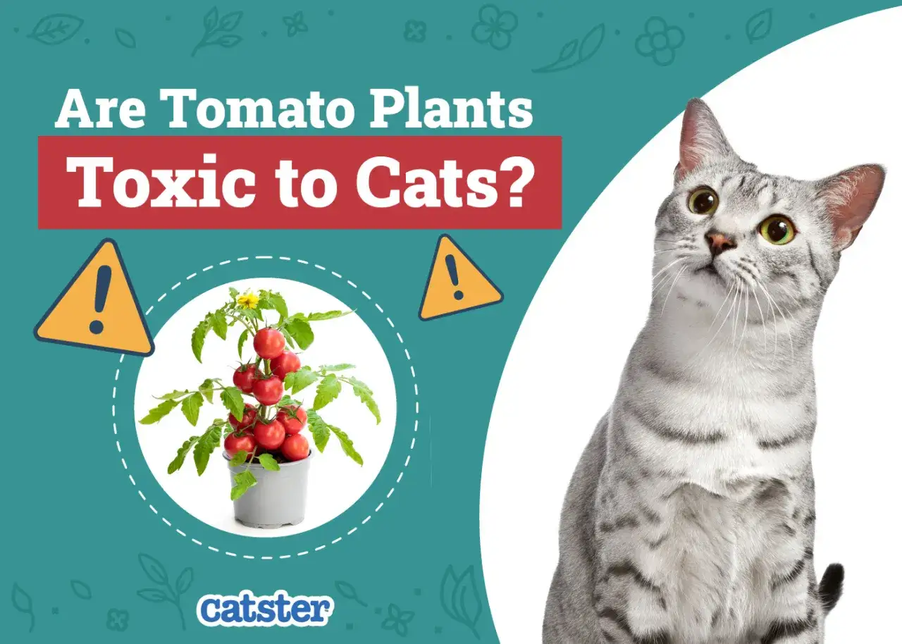 Un gato gris mira hacia arriba, cerca de una planta de tomate. &iquest;Los gatos pueden comer tomate?