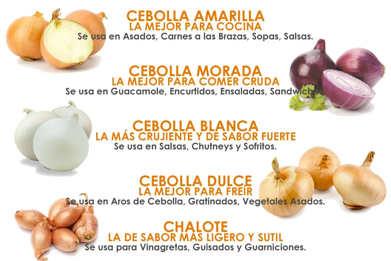 Tipos de cebolla: amarilla para cocinar, morada cruda, blanca crujiente, dulce para freír y chalote sutil.
