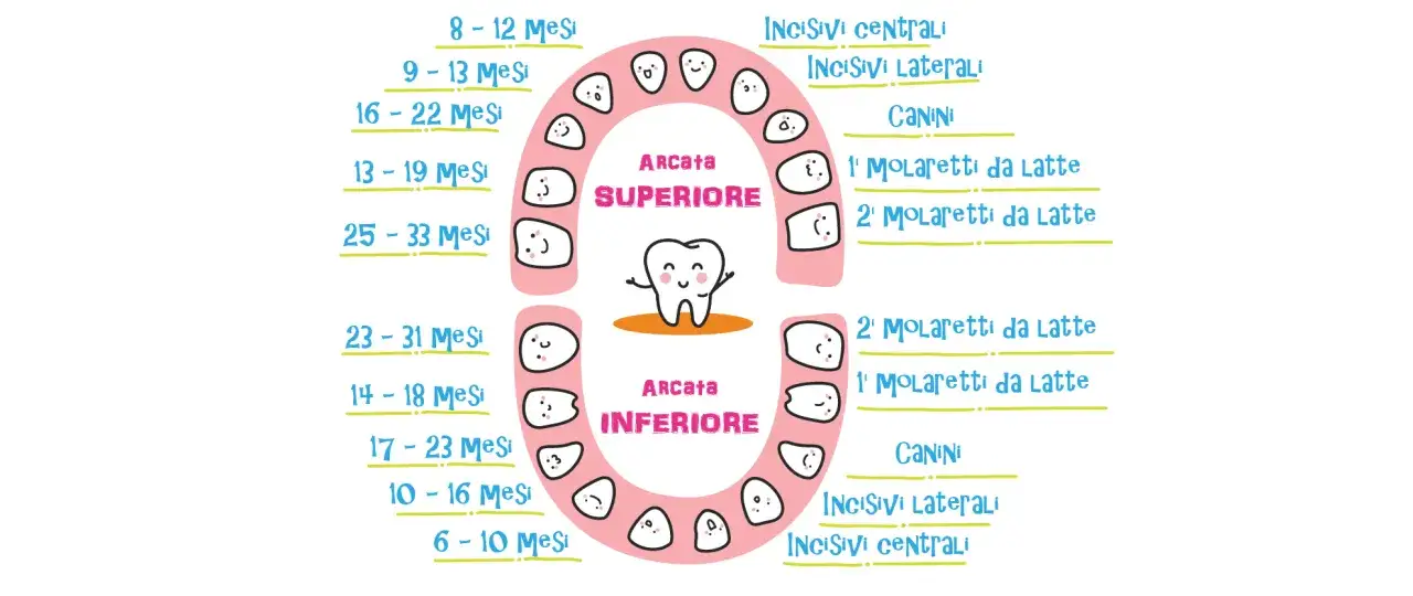 Schema della dentizione neonato: tempistiche e tipi di denti per arcata, con simpatici disegni.