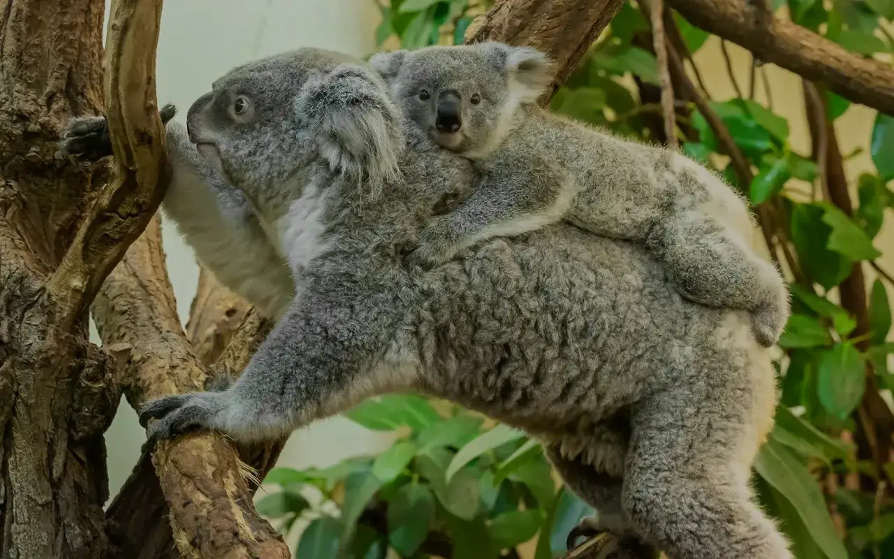 Mama koala z dzieckiem na plecach wspina się po drzewie w zoo wiedeń.