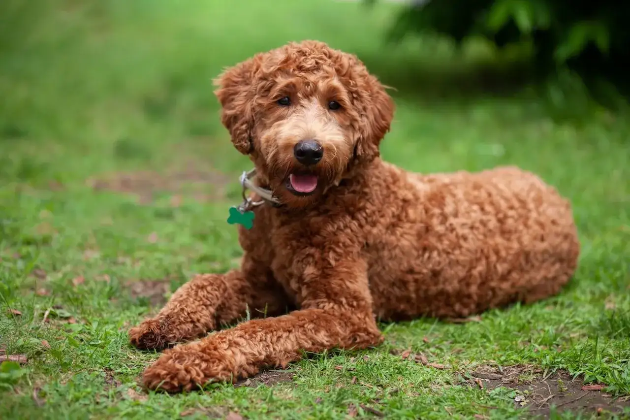 Urocza mieszanka pudla z labradorem leży na trawie, merdając ogonem.