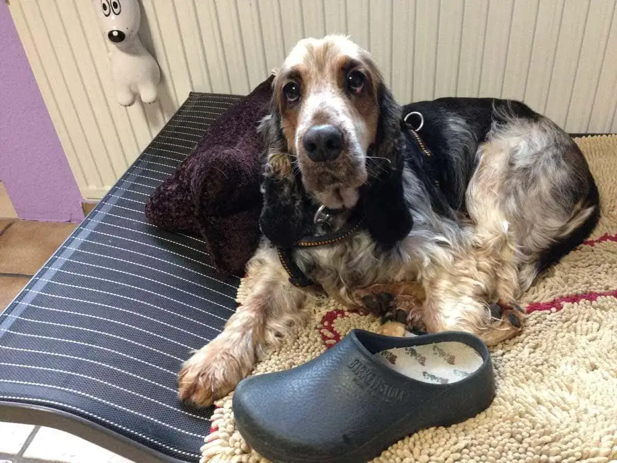 Ein Hund legt sich auf meinen Platz, ganz gemütlich auf dem Teppich neben meinem Schuh.