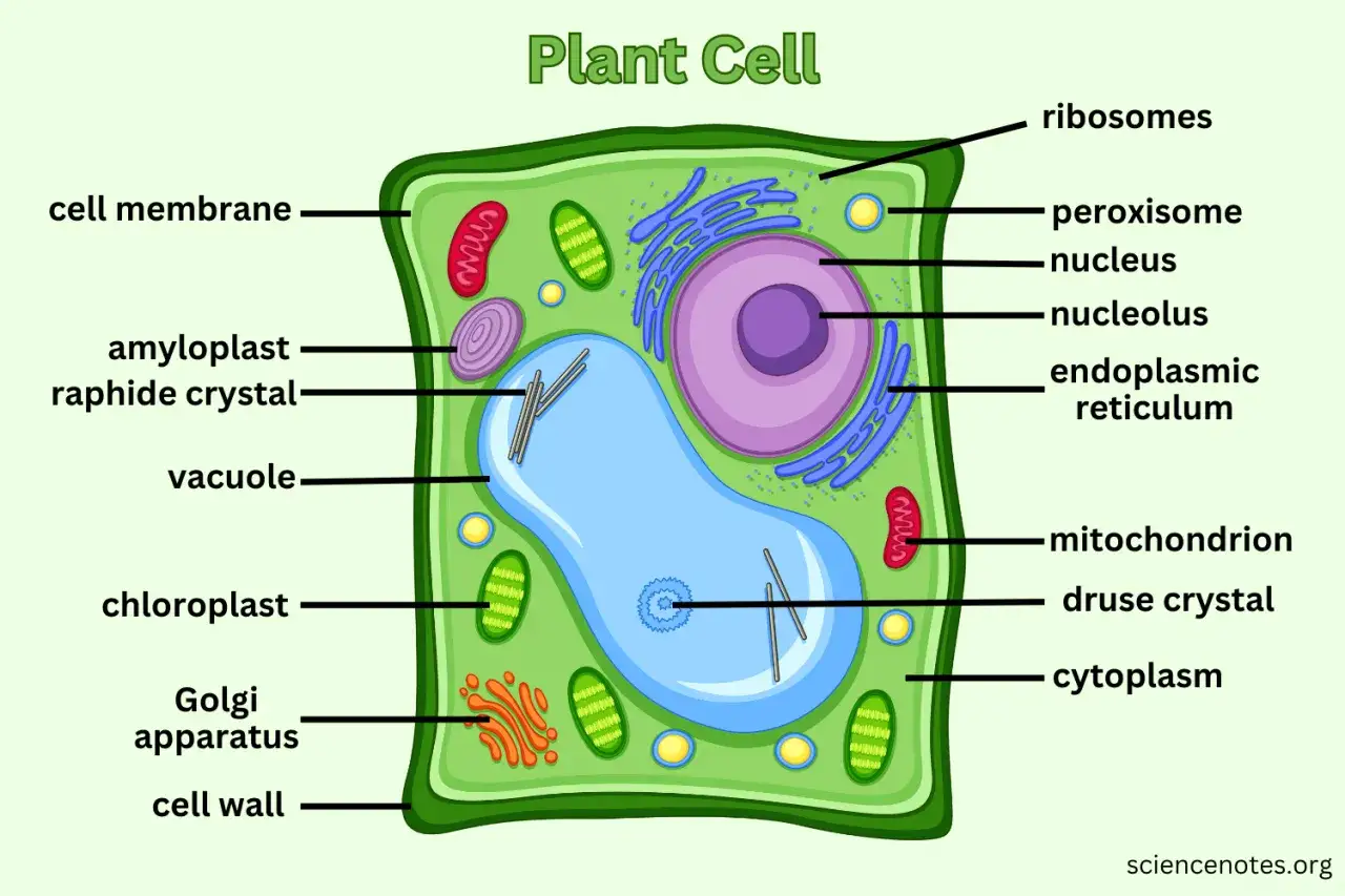 Schemat budowy komórki roślinnej z zaznaczonymi organellami: ścianą komórkową, chloroplastami, wakuolą, jądrem i aparatem Golgiego.