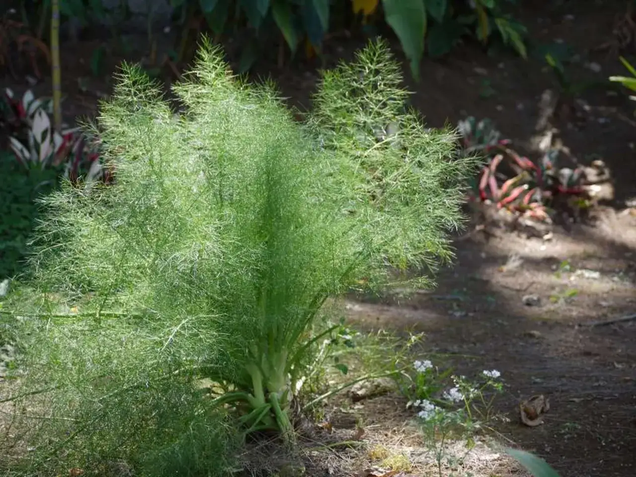 Ein buschiger Dill wächst im Garten. Seine feinen, grünen Blätter wiegen sich im Wind.