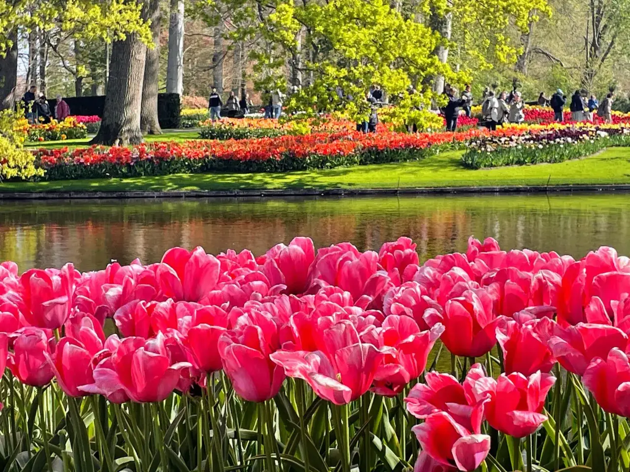 Różowe tulipany na pierwszym planie, za nimi kolorowe rabaty i ludzie spacerujący po parku. Idealne miejsce, by zobaczyć tulipany.