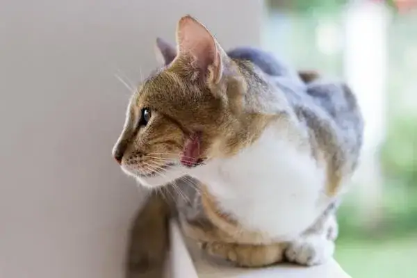 Zdjęcie A mi gato se le hincha la cara: causas y qué hacer para ayudar