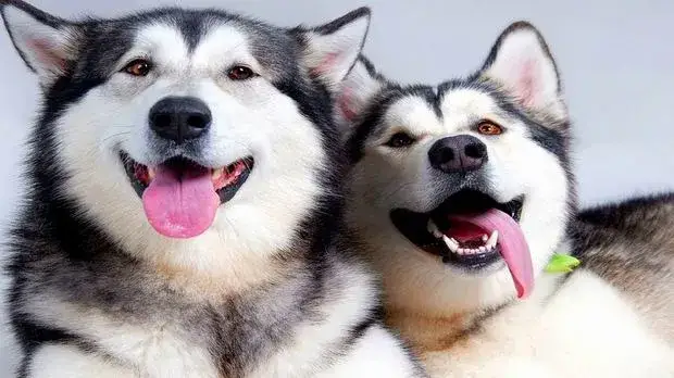 Zdjęcie Jak odróżnić husky od malamuta – kluczowe różnice, które musisz znać