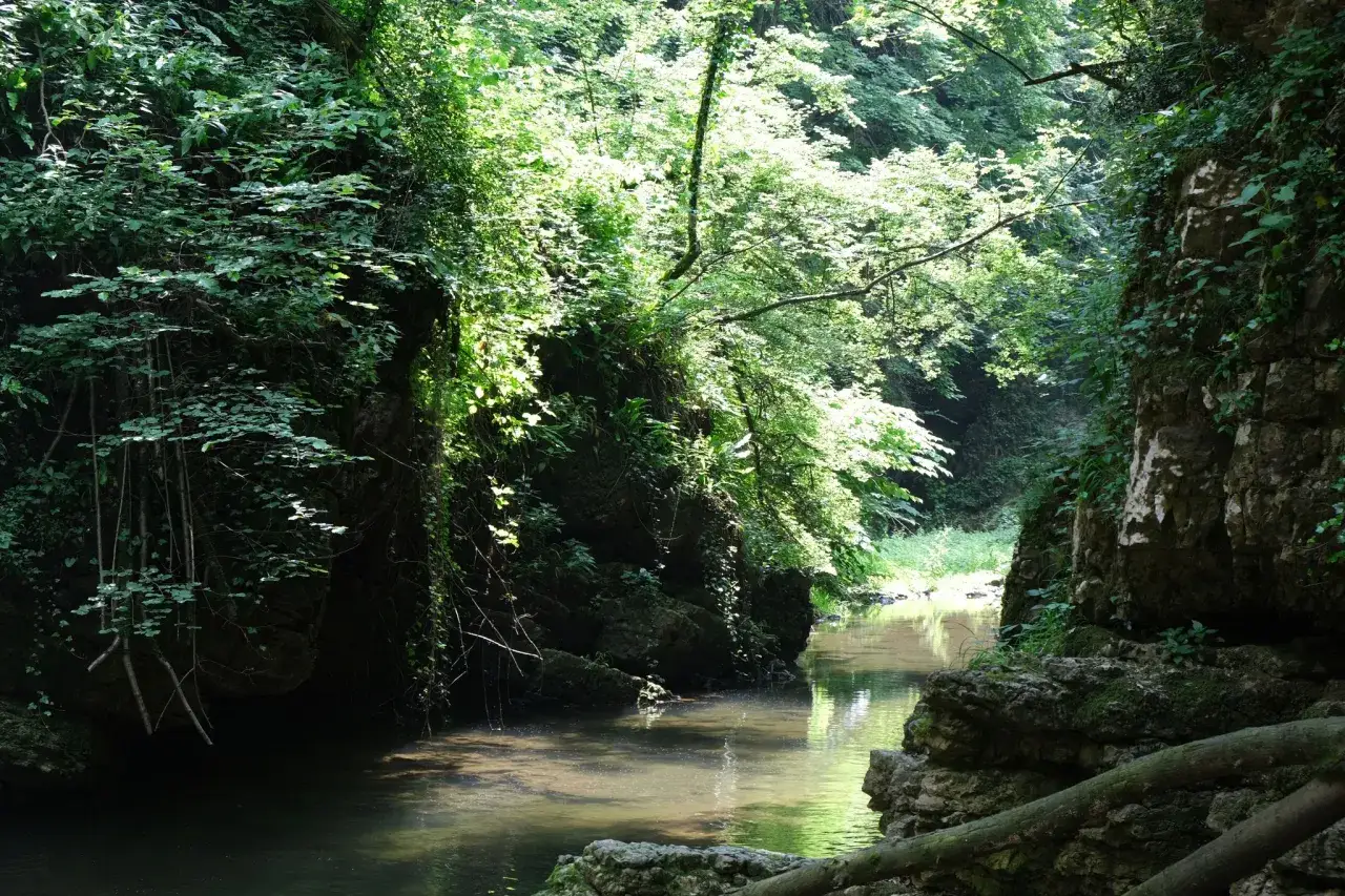 Un ruscello serpeggia tra rocce ricoperte di vegetazione lussureggiante, illuminato da raggi di sole che filtrano tra gli alberi. Un luogo incantevole, forse vicino alle cascate del Golfarone.