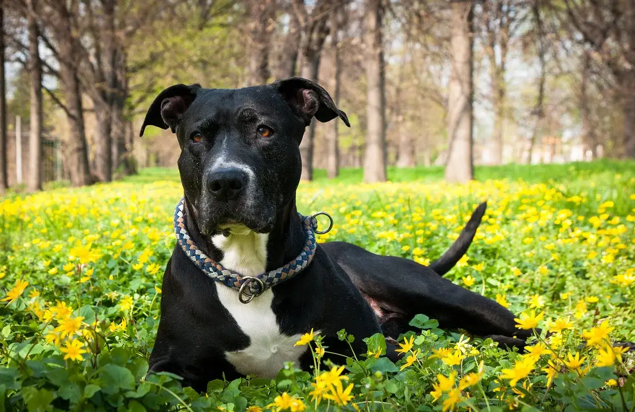 Czarny amstaff leży w trawie pełnej żółtych kwiatów. Czy amstaff jest agresywny? Ten pies wygląda na spokojnego i zrelaksowanego.