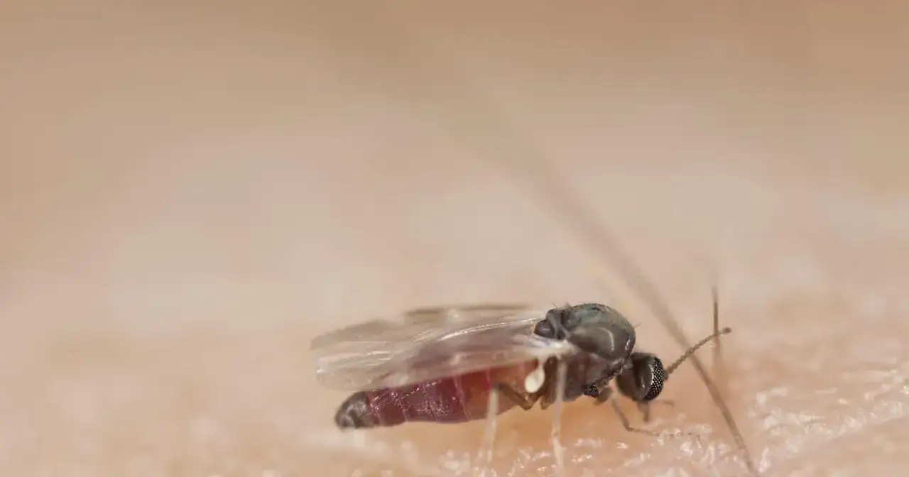 Zbliżenie na komara brzęczącego, kt&oacute;ry właśnie zakończył posiłek. Jego odwłok jest wypełniony krwią.