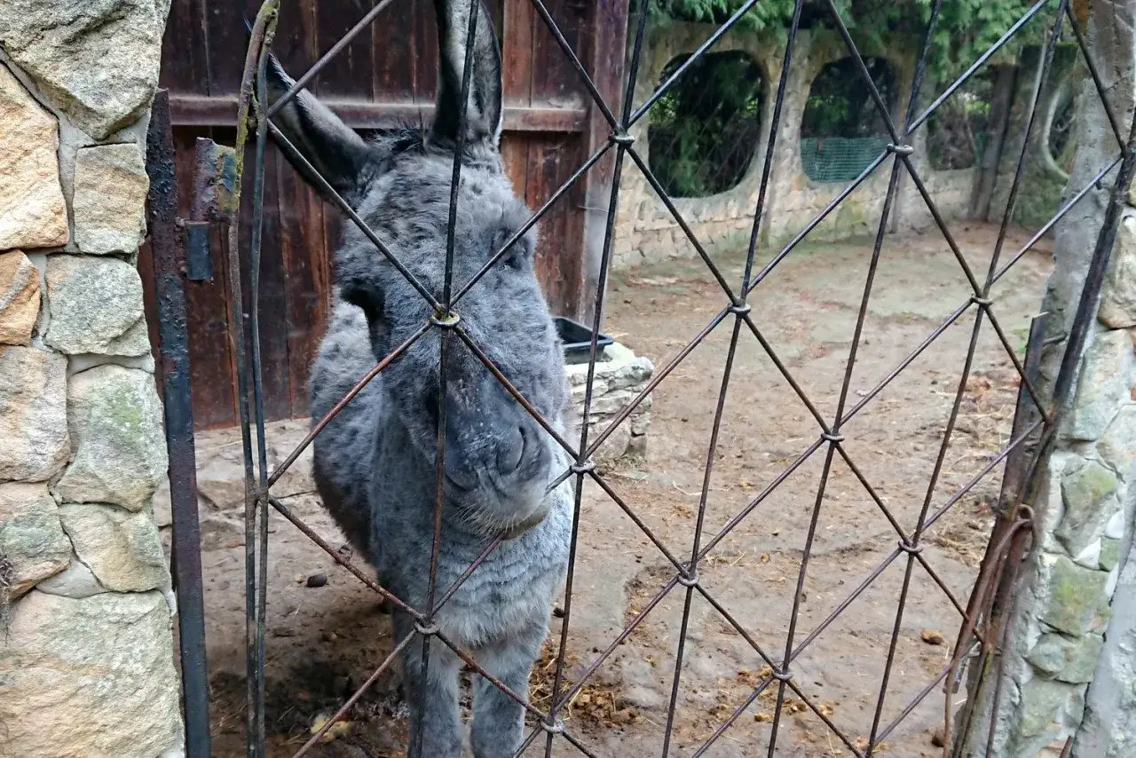 Osiołek za kratami w zoo. Sprawdź kałków zoo cennik, by dowiedzieć się, ile kosztuje wstęp.