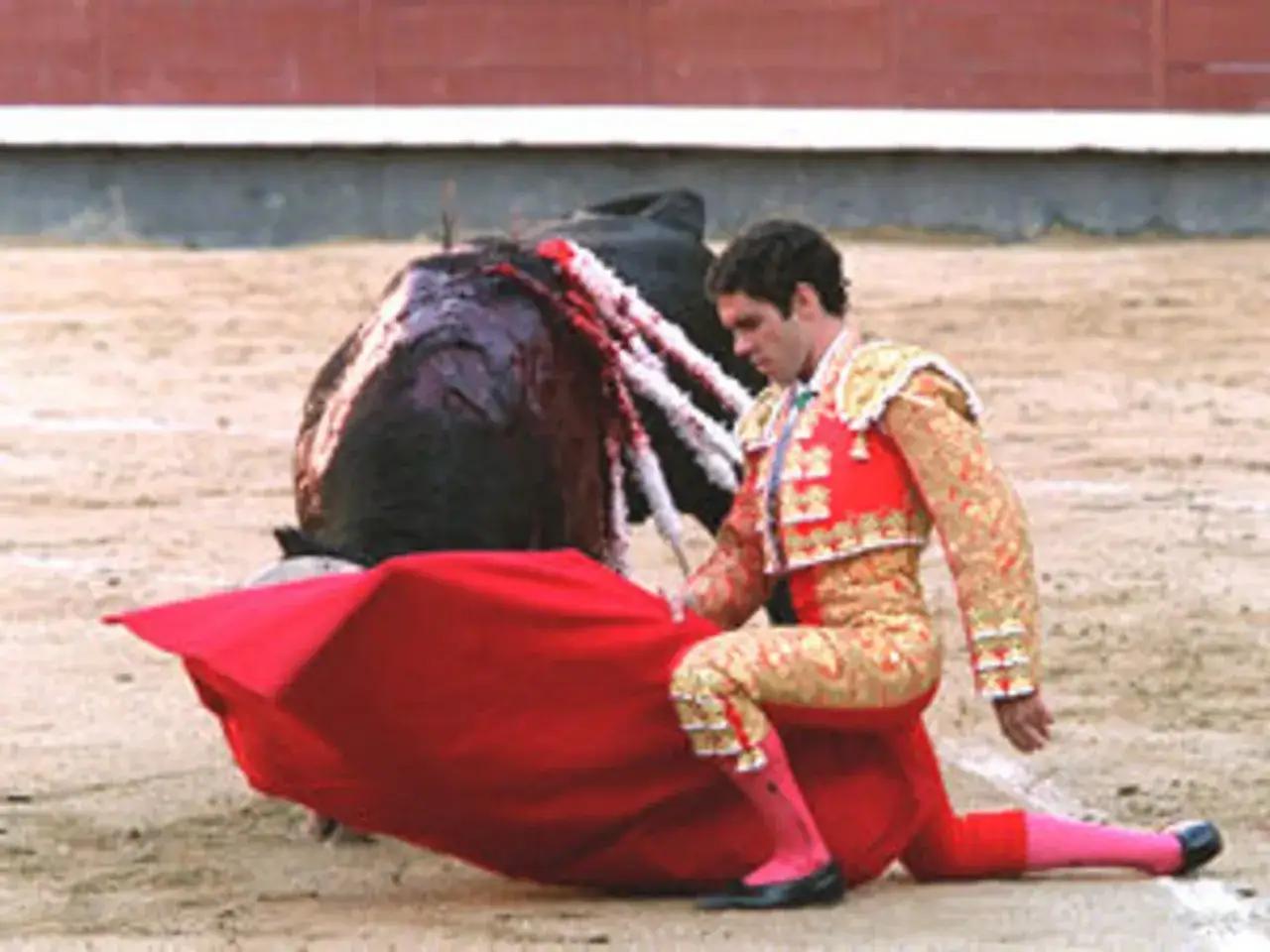 Un torero arrodillado ante un toro, con la muleta roja extendida. Una retirada a tiempo es una victoria, significado de prudencia.