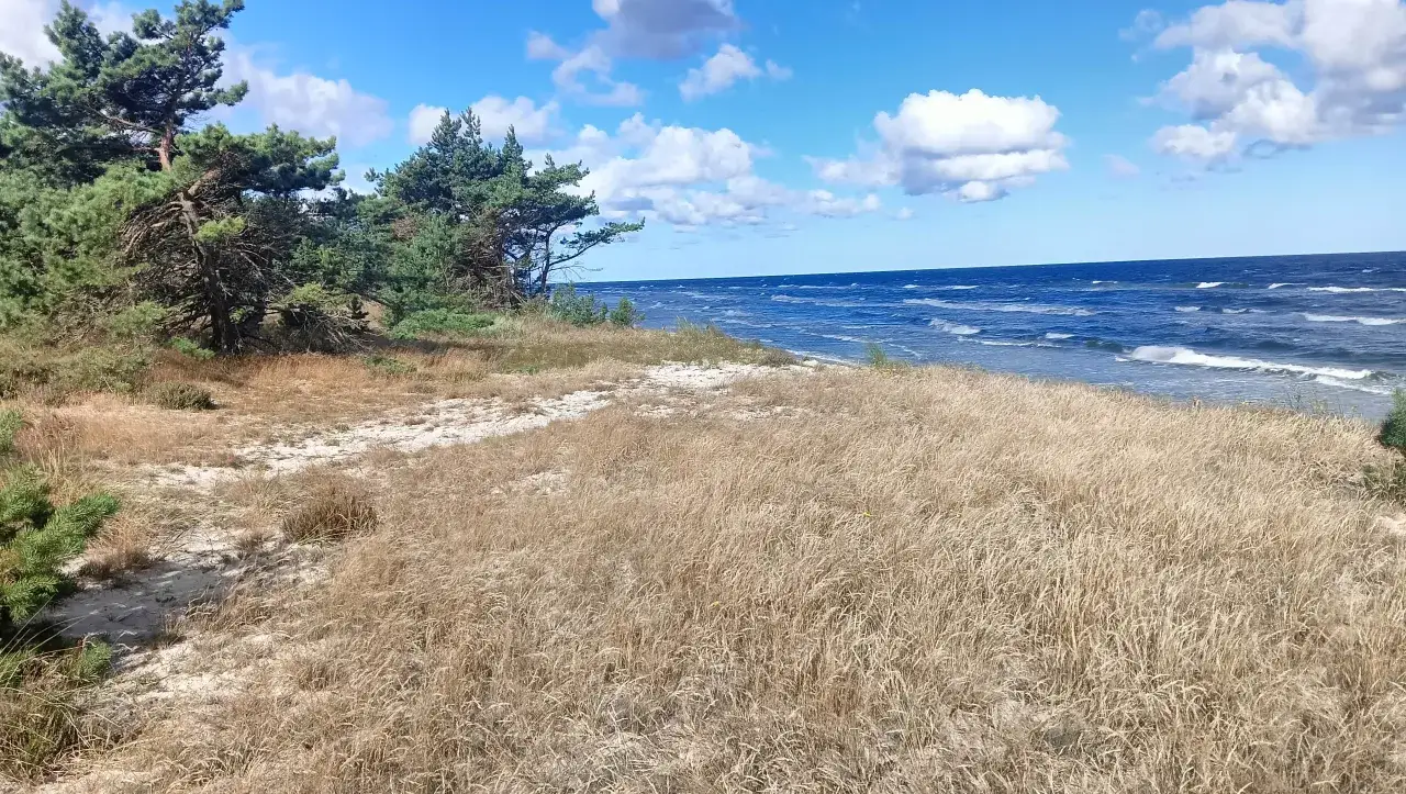 Piaszczysta wydma porośnięta trawami i sosnami, z widokiem na wzburzone morze i błękitne niebo z chmurami.