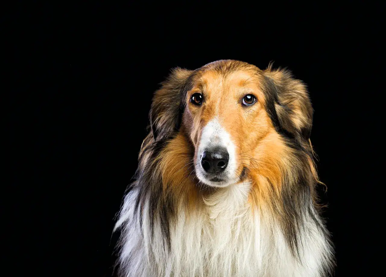 Portret pięknego psa rasy Collie, przypominającego Lassie, z bujną, rudą i białą sierścią na czarnym tle.