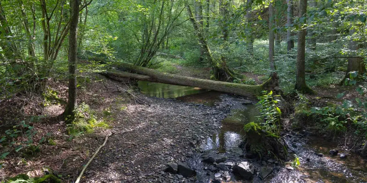 Ein umgest&uuml;rzter Baum &uuml;berspannt einen Bach im Naafbachtal. Ein idyllischer Ort zum Wandern, wo die Natur unber&uuml;hrt wirkt.