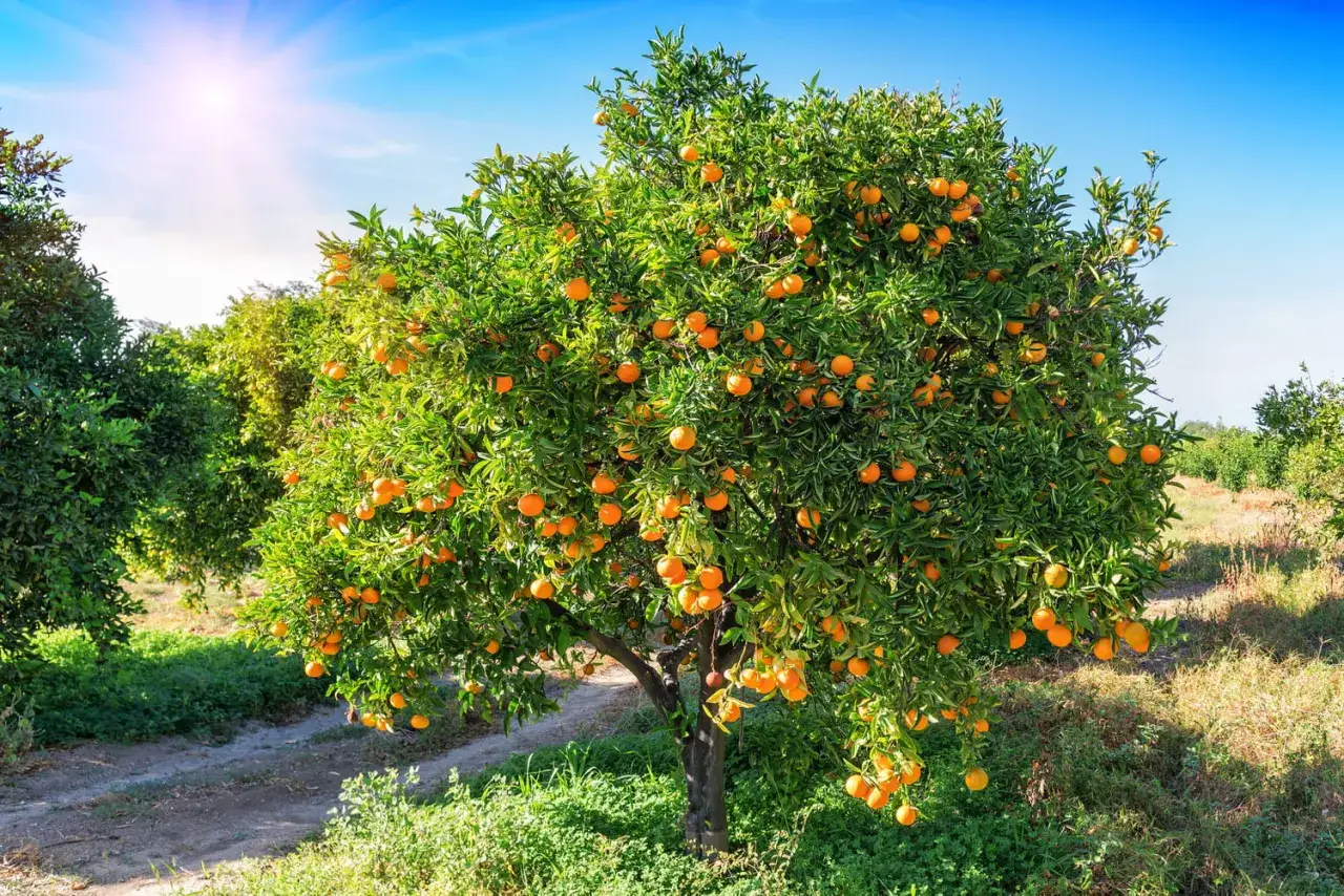 Un arbre fruitier chargé d'oranges mûres, prêt à être récolté. L'idée de planter un citronnier pour avoir des agrumes frais toute l'année.