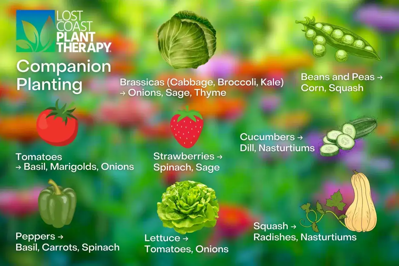 Companion planting guide showing what vegetables grow well together, like tomatoes with basil and onions.