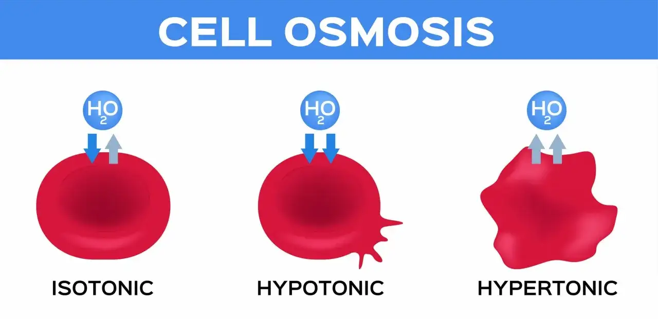 Zell-Osmose: rote Blutk&ouml;rperchen in isotonischer, hypotonischer und hypertonischer L&ouml;sung. Wasser bewegt sich je nach Konzentration.
