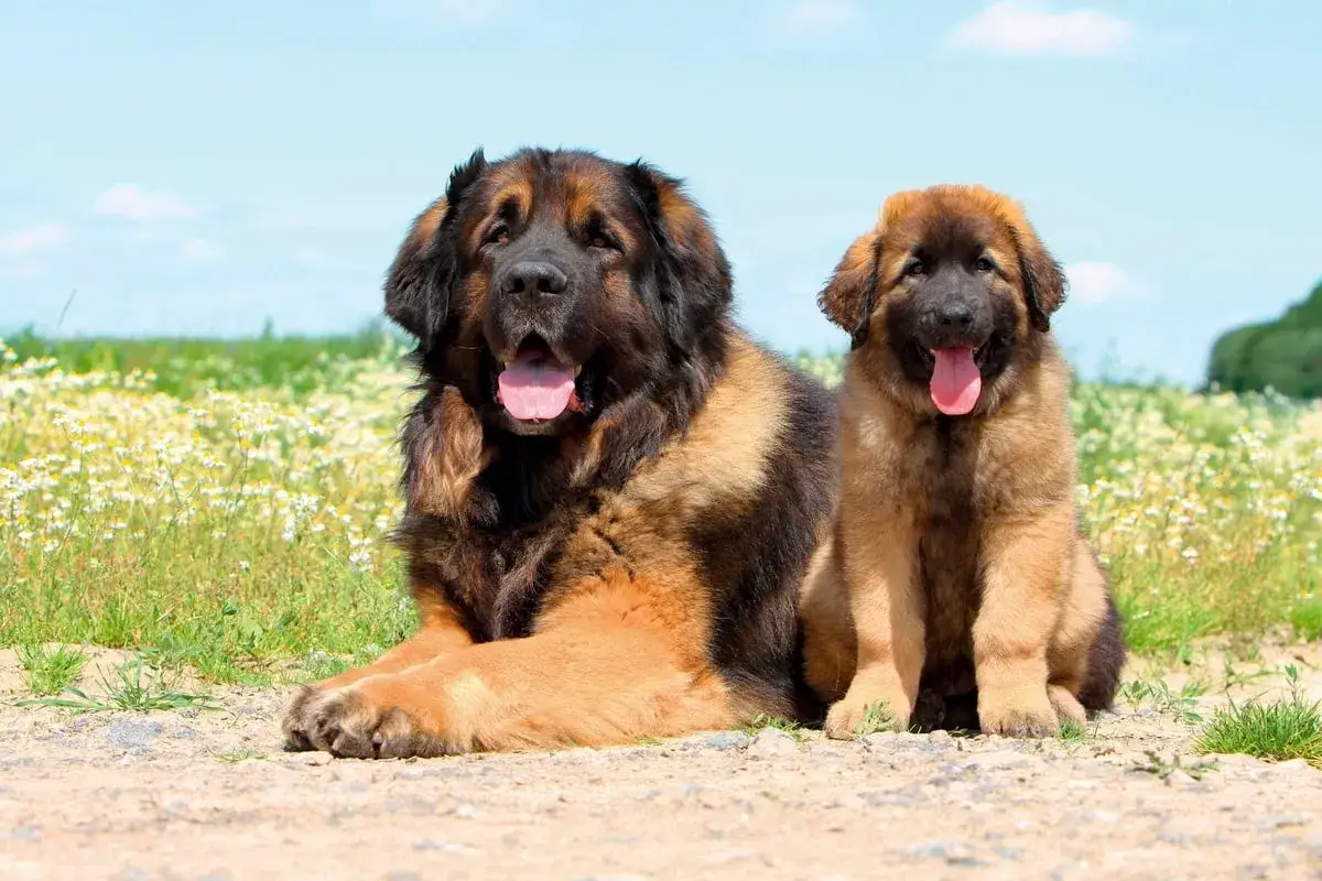 Deux Leonbergs, un adulte et un chiot, posent dans un champ fleuri. On se demande quel est le chien le plus grand du monde.