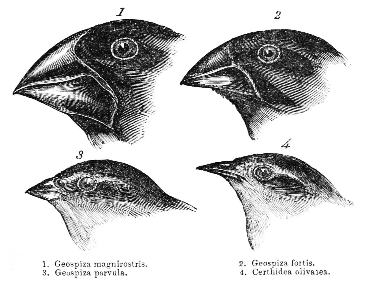 zięby Darwina Galapagos
