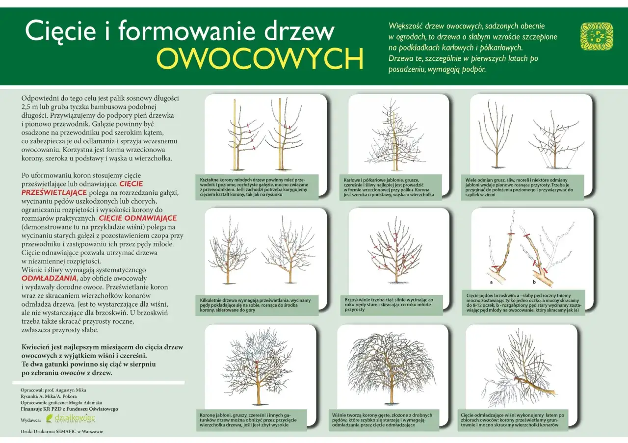 przycinanie młodej jabłoni po posadzeniu