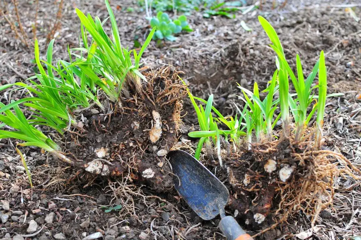 Racines d'agapanthes prêtes à être divisées, avec une petite pelle à proximité. Le moment idéal quand diviser les agapanthes pour de nouvelles plantations.