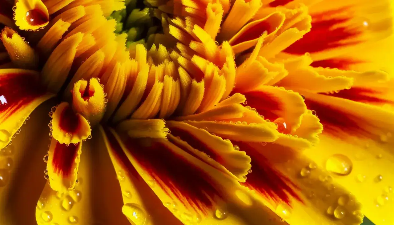 Detalle de una vibrante flor de octubre, con p&eacute;talos amarillos y rojos, cubiertos de gotas de roc&iacute;o que brillan.