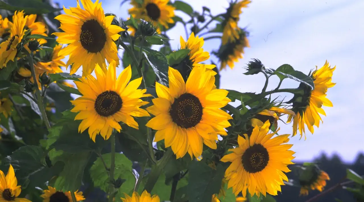 A cluster of bright yellow sunflowers, showcasing various types, bloom against a soft blue sky.