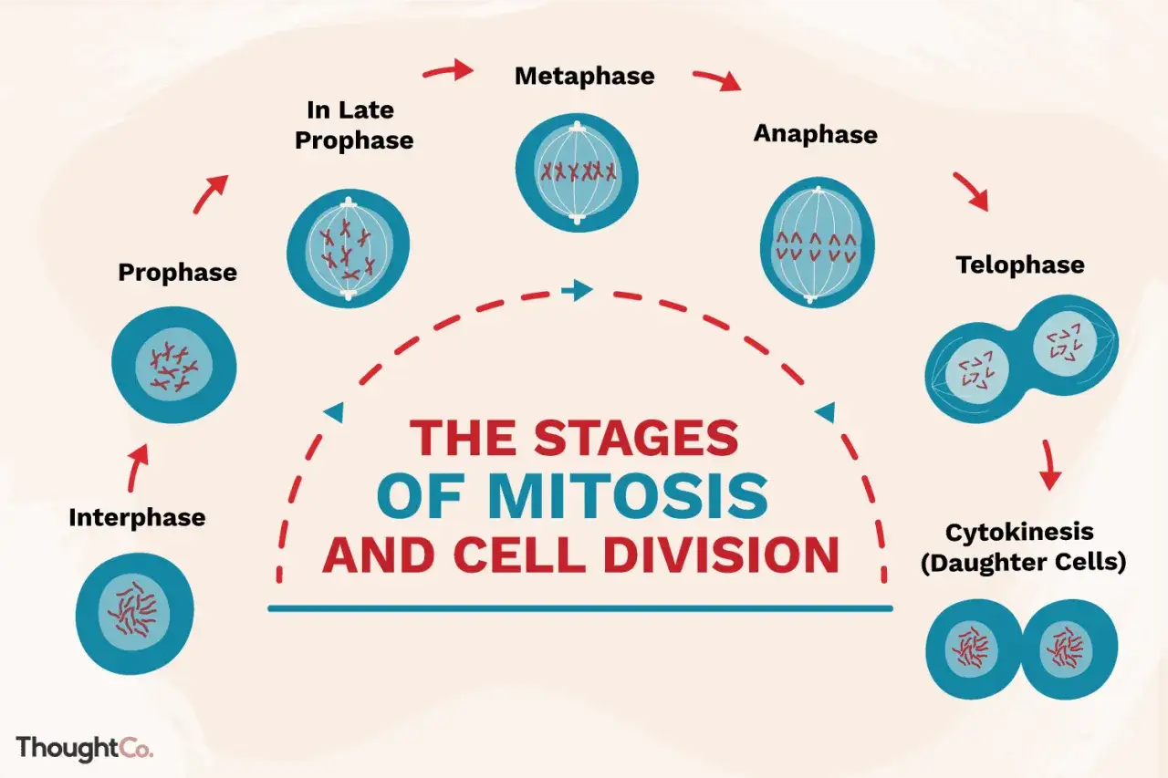 Der zellzyklus erklärt die Phasen der Mitose: Interphase, Prophase, Metaphase, Anaphase, Telophase und Zytokinese.