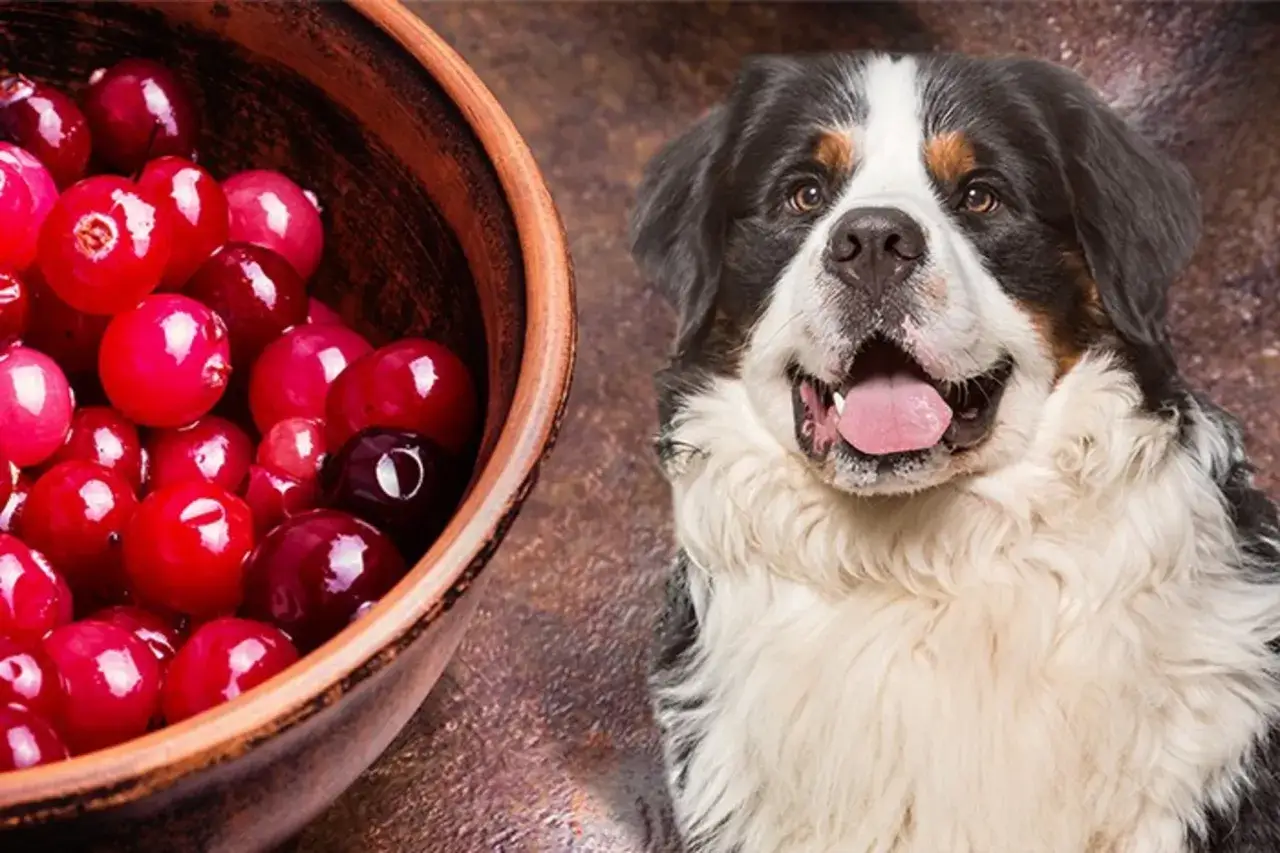 A Bernese Mountain Dog looks curiously at a bowl of cranberries, raising the question: can dogs eat cranberries?