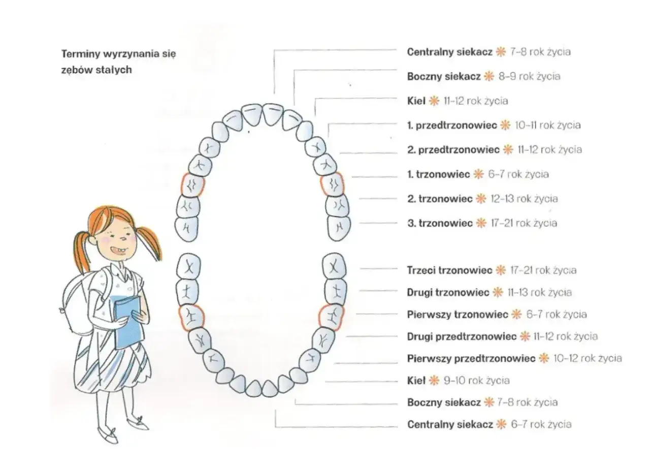 Schemat zębów stałych i ich wyrzynania. Czy 5 to mleczak? Nie, to stały ząb.