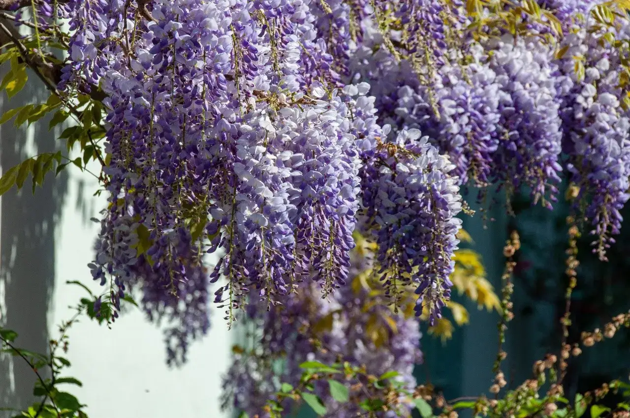 Kwiaty wisterii zwisają kaskadami. Wiosenne cięcie pozwoliło im rozkwitnąć w pełni.