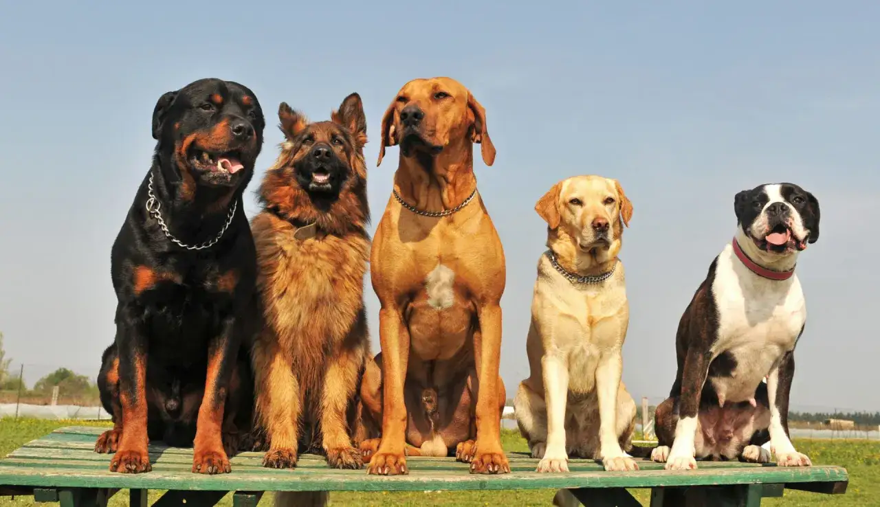 Pięć imponujących ras ps&oacute;w dużych: Rottweiler, Owczarek Niemiecki, Rhodesian Ridgeback, Labrador i Bokser.
