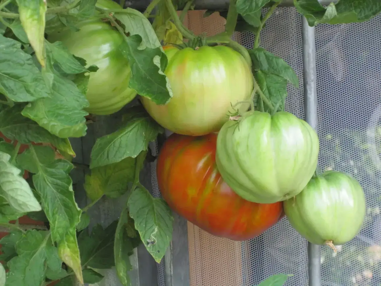 Zielone i pomarańczowe pomidory na krzaku. Kiedy pryskać pomidory miedzianem? Gdy pojawią się pierwsze objawy choroby.