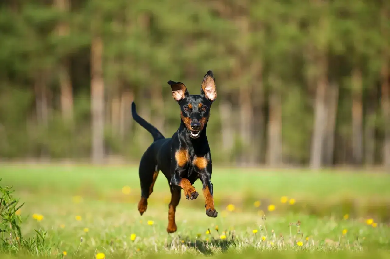 Un pinscher moyen noir et feu court joyeusement dans un champ verdoyant parsemé de fleurs jaunes, les oreilles dressées.