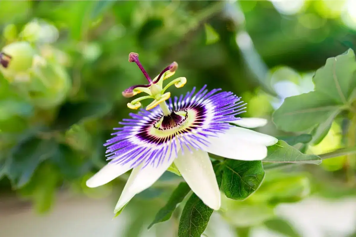 Passiflora: fiore esotico dalle mille proprietà. La sua bellezza unica e i suoi benefici per il benessere la rendono speciale.