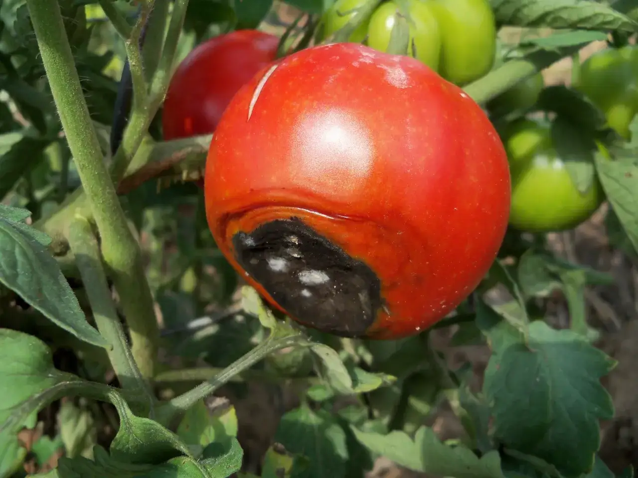 Pomodoro maturo con marciume apicale, una macchia scura e necrotica sul fondo. Altri pomodori verdi e rossi sullo sfondo.