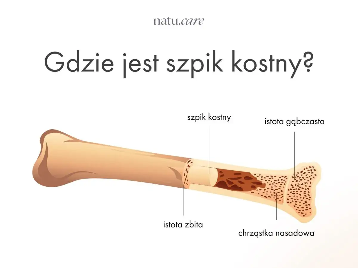 Przekrój kości pokazuje, gdzie znajduje się szpik kostny. Jest on wewnątrz kości, otoczony istotą gąbczastą i nasadową.