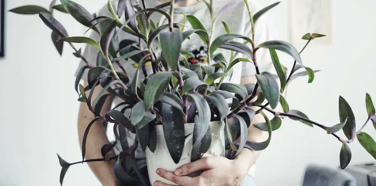 En person håller en krukväxt med mörklila blad, en vacker tradescantia pallida som sprider sig utåt.