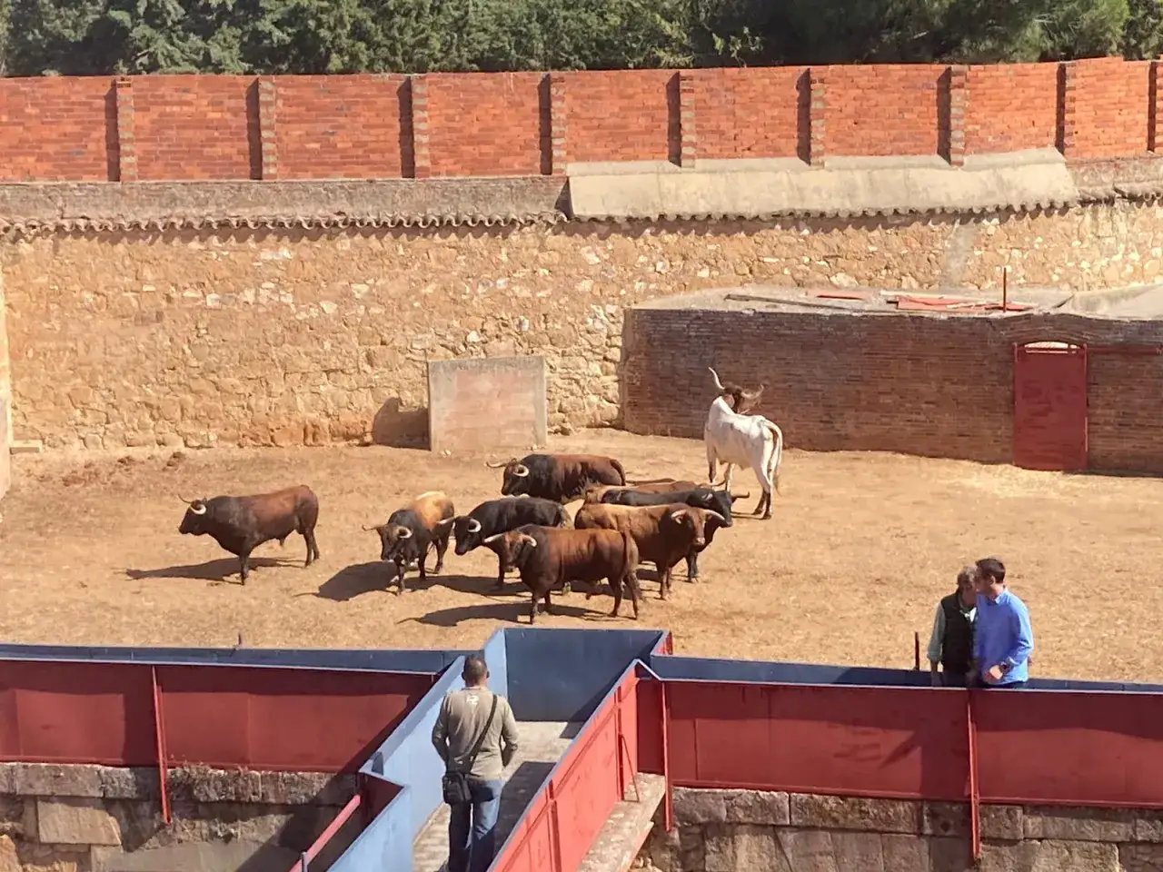 Un grupo de toros se encuentra en los chiqueros de una plaza de toros. Un hombre observa desde la barrera.