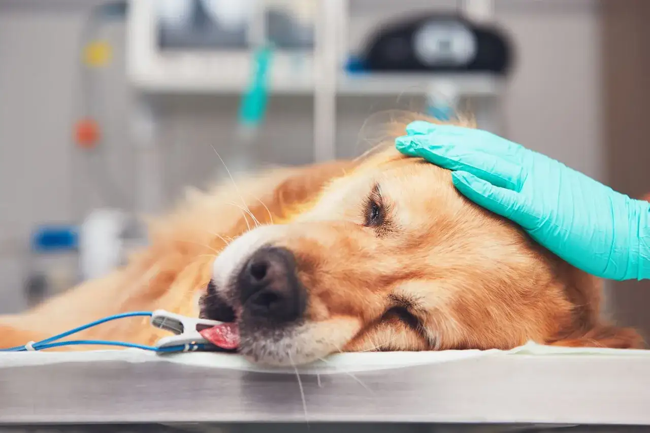 Un perro recuper&aacute;ndose en una cl&iacute;nica veterinaria, con una mano enguantada acariciando su cabeza. Se observan monitores y cables, sugiriendo cuidados postoperatorios o manejo de efectos secundarios despu&eacute;s de la anestesia en perros.