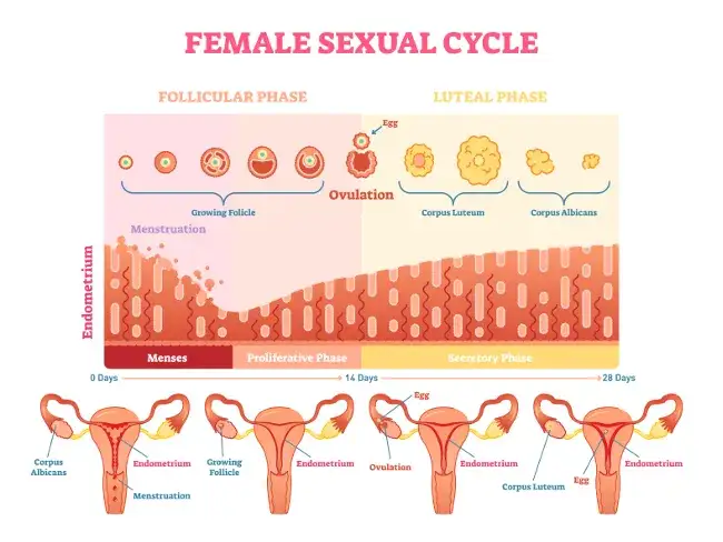 Prawidłowy cykl menstruacyjny grafika