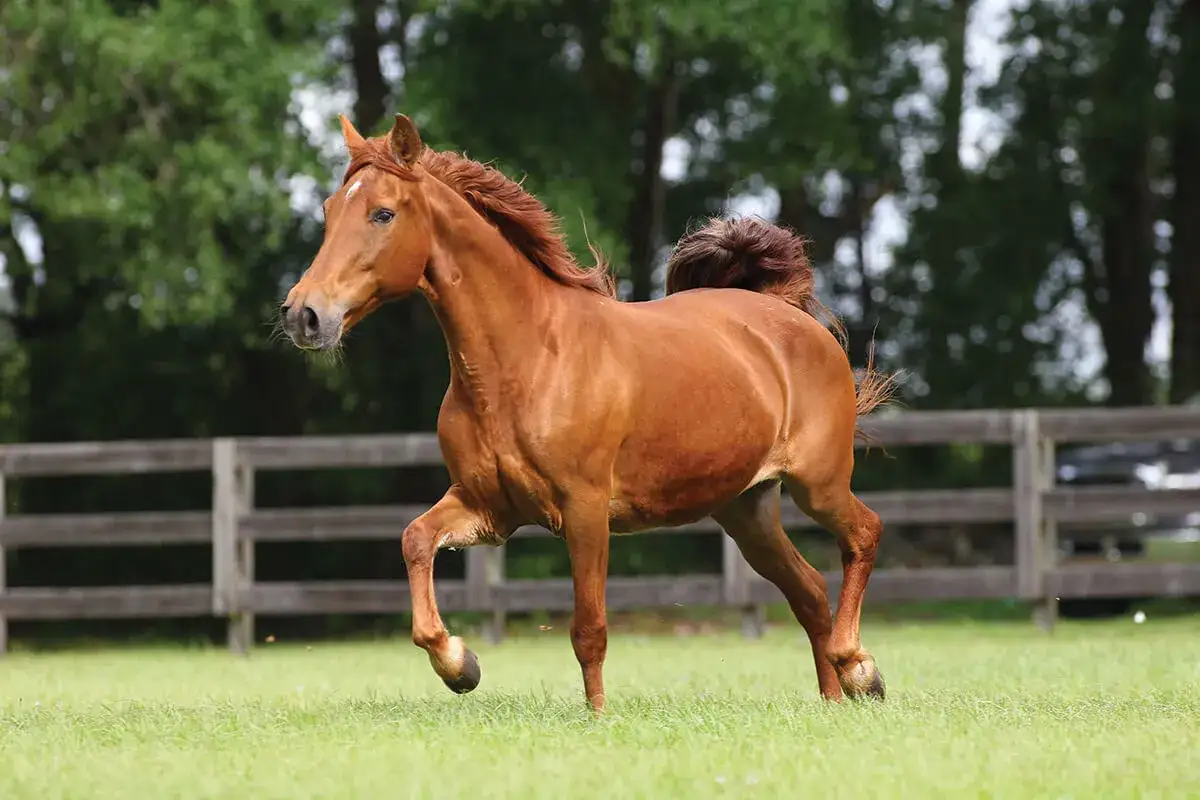 Un magnifique Missouri Fox Trotter alezan galope dans un pré verdoyant, sa crinière et sa queue flottant au vent.