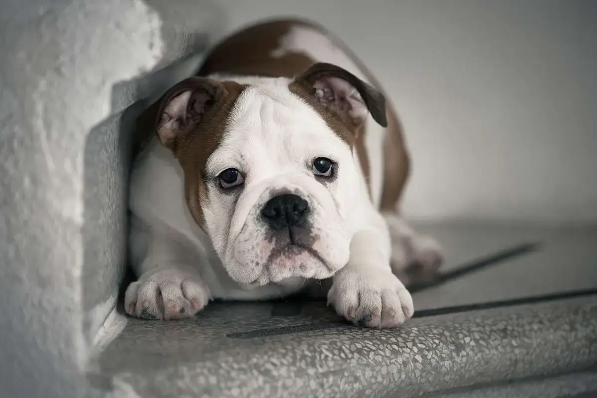 A sad-eyed bulldog puppy peeks out from a corner. It's hard to tell if dogs smile, but this one looks like it needs a hug.