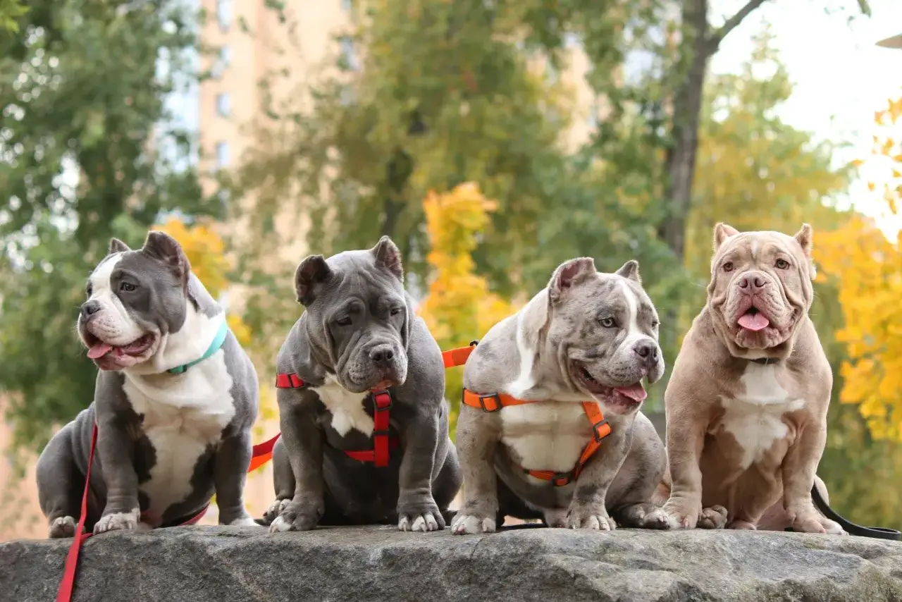 Cztery psy rasy american bully siedzą na kamieniu, w tle jesienne drzewa.