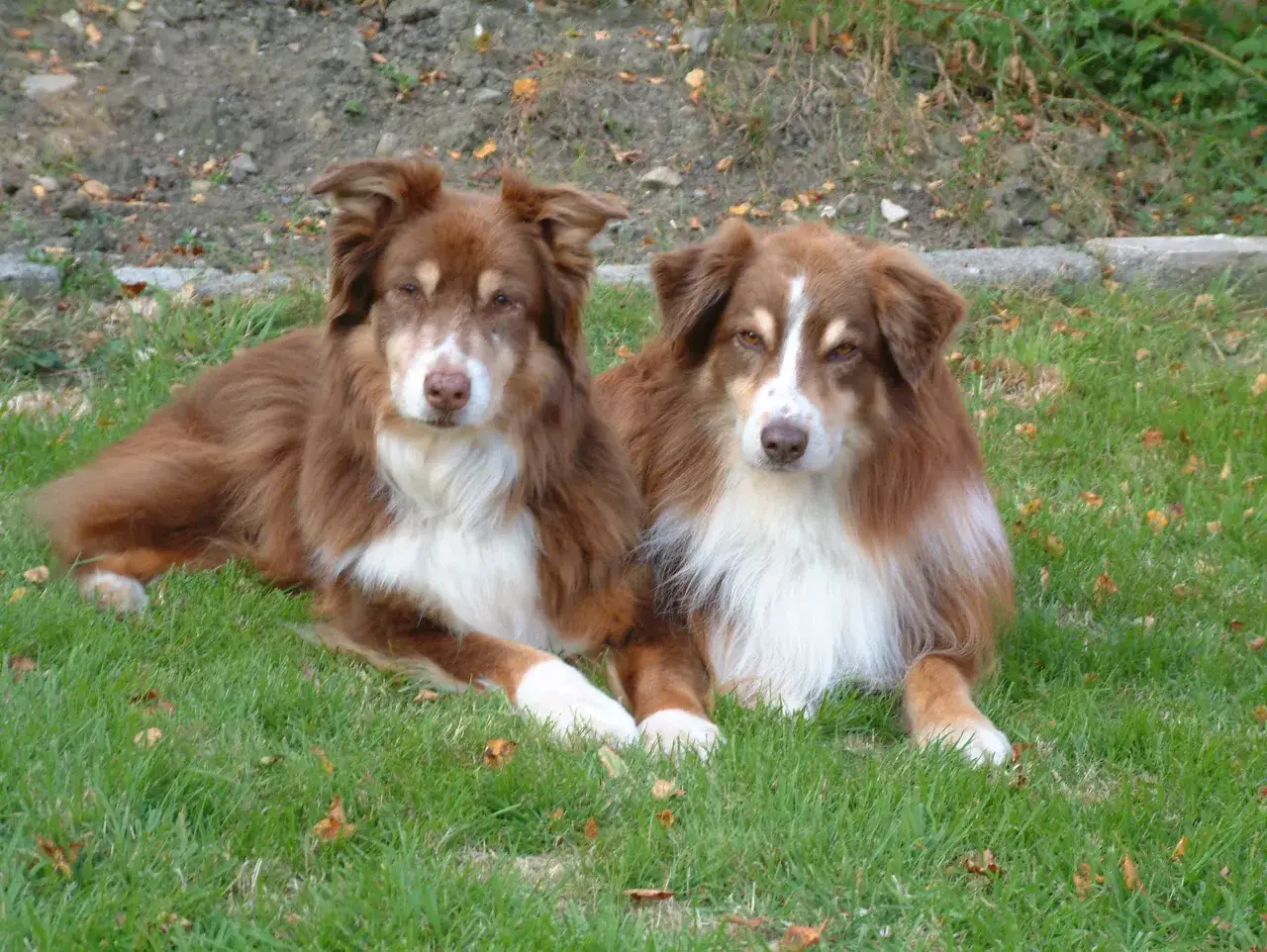 Zwei wundersch&ouml;ne australian shepherd rot Hunde liegen entspannt im Gras.